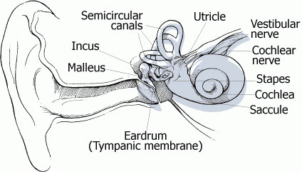 Atlas of the Body: The Ear